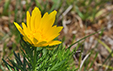 Adonis vernalis