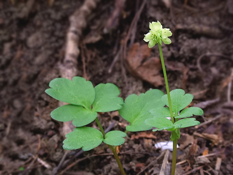 Adoxa moschatellina