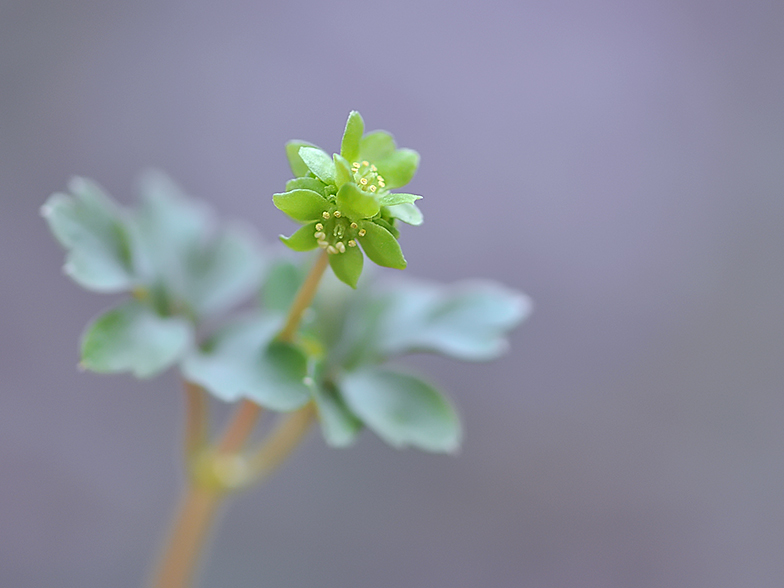 Adoxa moschatellina