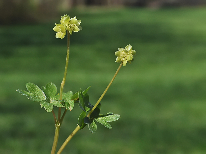 Adoxa moschatellina