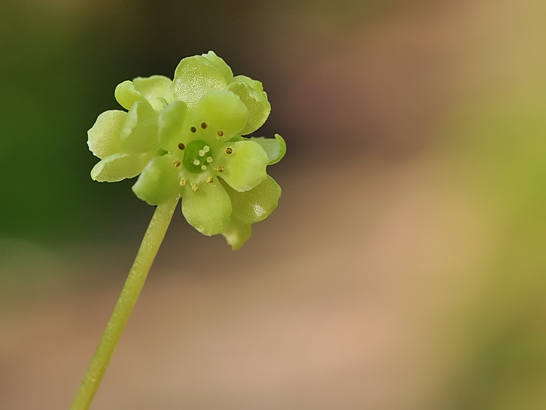 Adoxa moschatellina