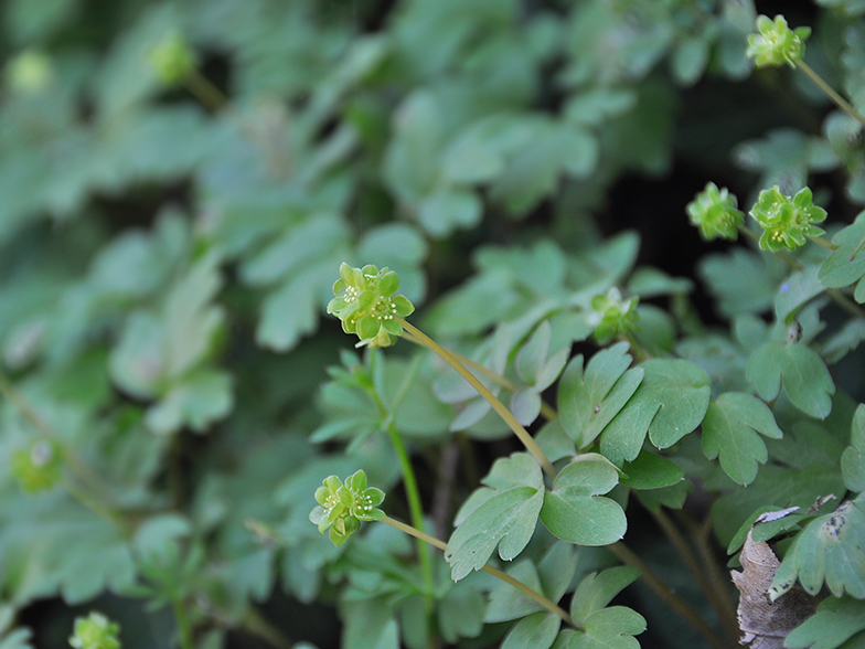 Adoxa moschatellina