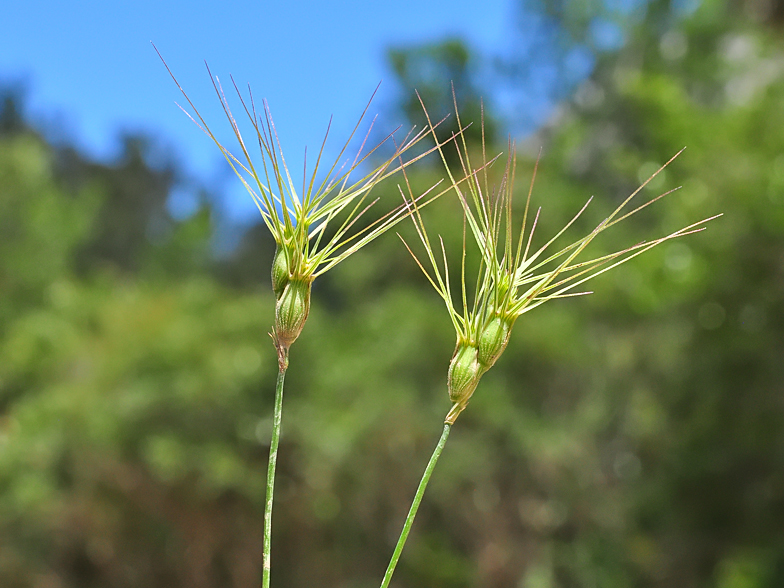 Aegilops ovata