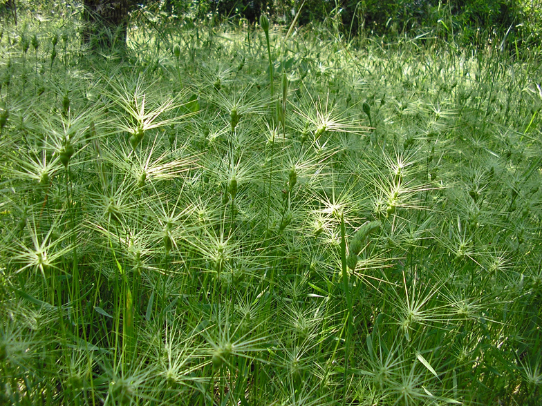 Aegilops ovata