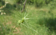 Aegilops ovata