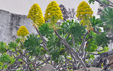 Aeonium arboreum