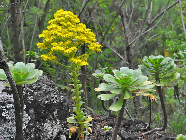 Aeonium undulatum