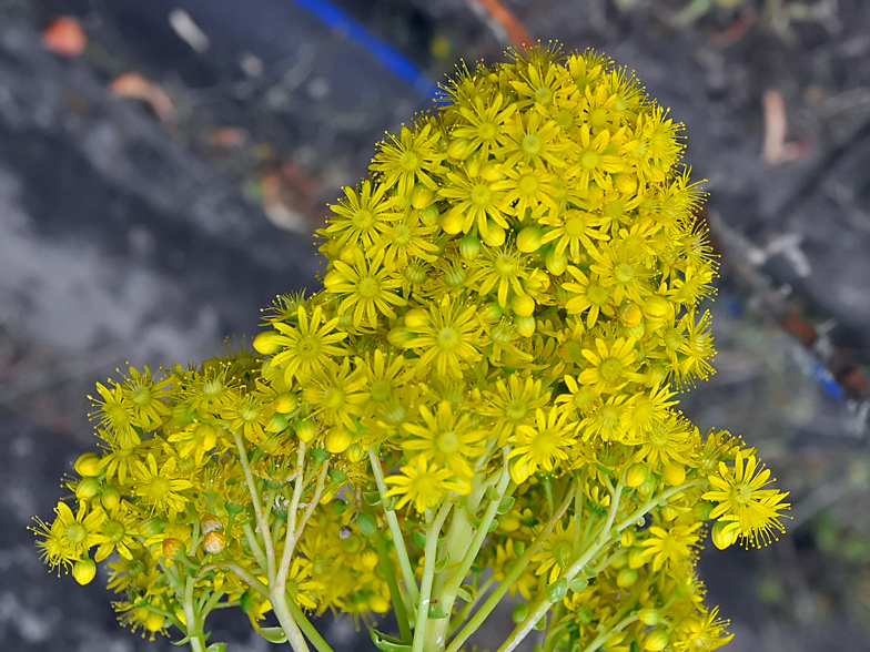 Aeonium undulatum