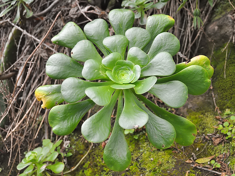 Aeonium undulatum feuilles