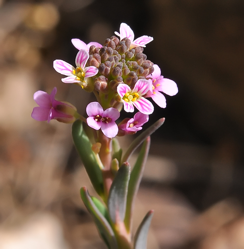 Aethionema saxatile