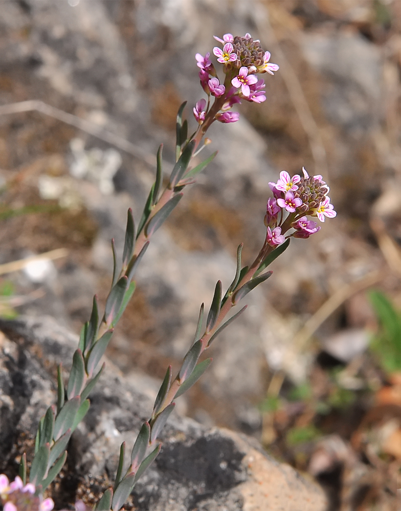 Aethionema saxatile