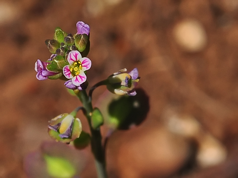 Aethionema saxatile