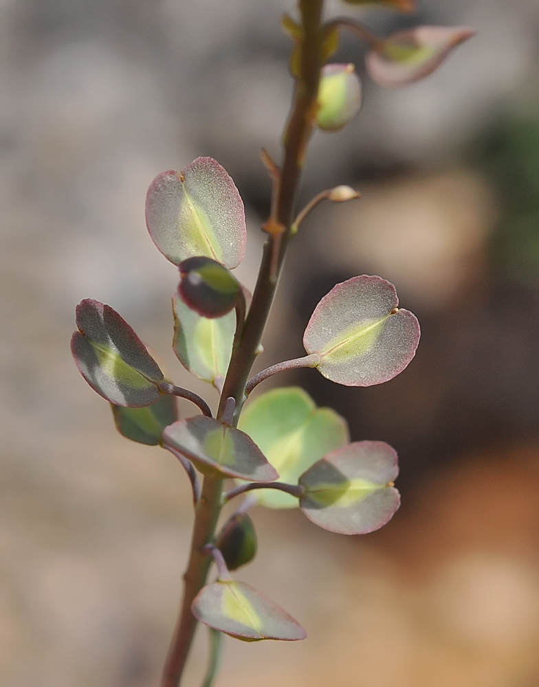 Aethionema saxatile