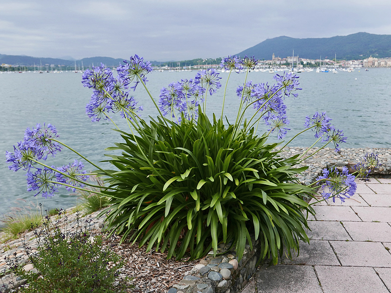 Agapanthus africanus