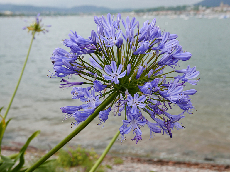 Agapanthus africanus