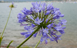 Agapanthus africanus