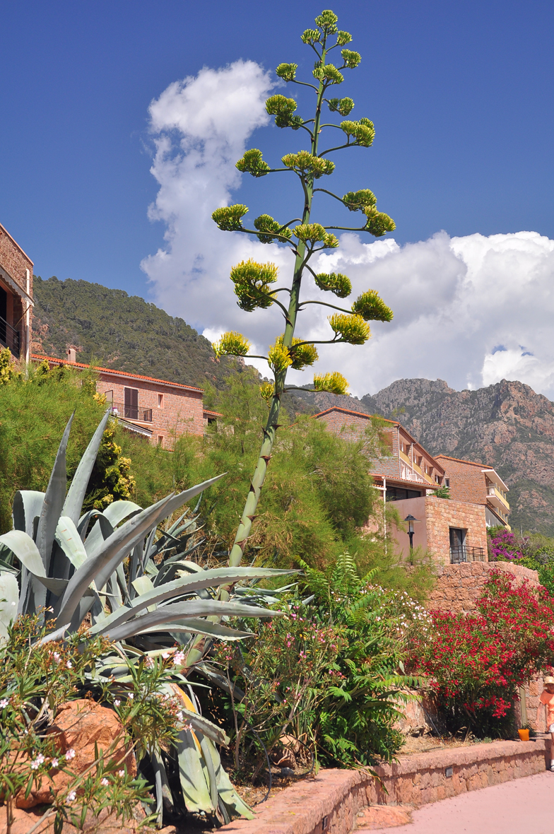 Agave americana