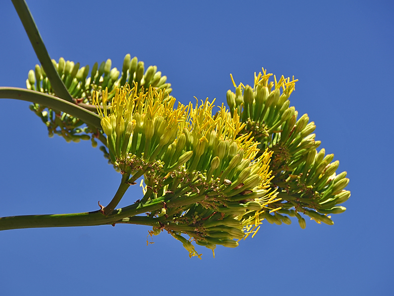 Agave americana