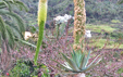 Agave attenuata