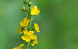 Agrimonia eupatoria