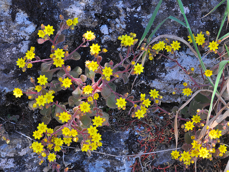 Aichryson villosum