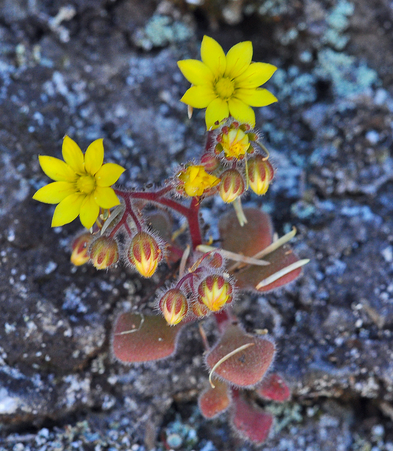 Aichryson villosum 2