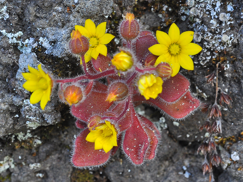 Aichryson villosum 3