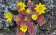 Aichryson villosum