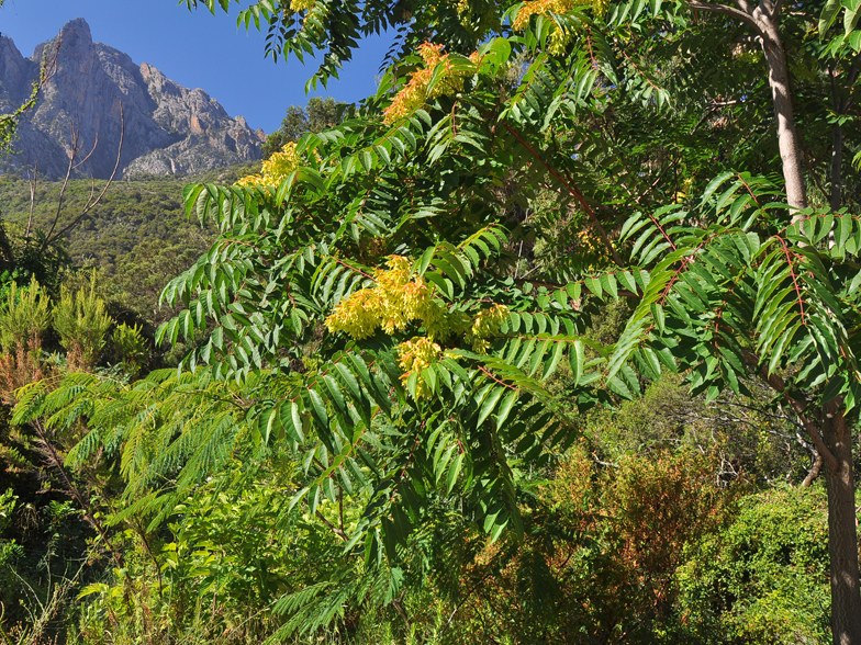 Ailanthus altissima