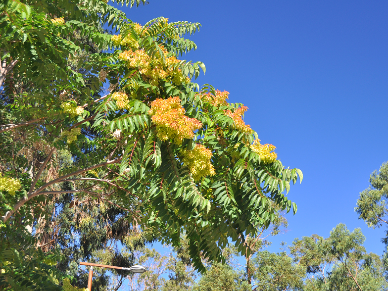 Ailanthus altissima