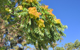 Ailanthus altissima