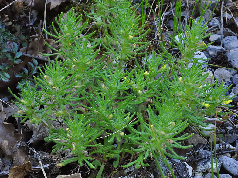 Ajuga chamaepitys