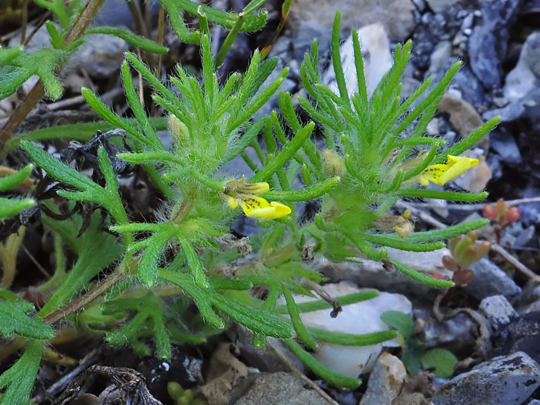 Ajuga chamaepitys