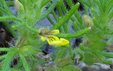 Ajuga chamaepitys