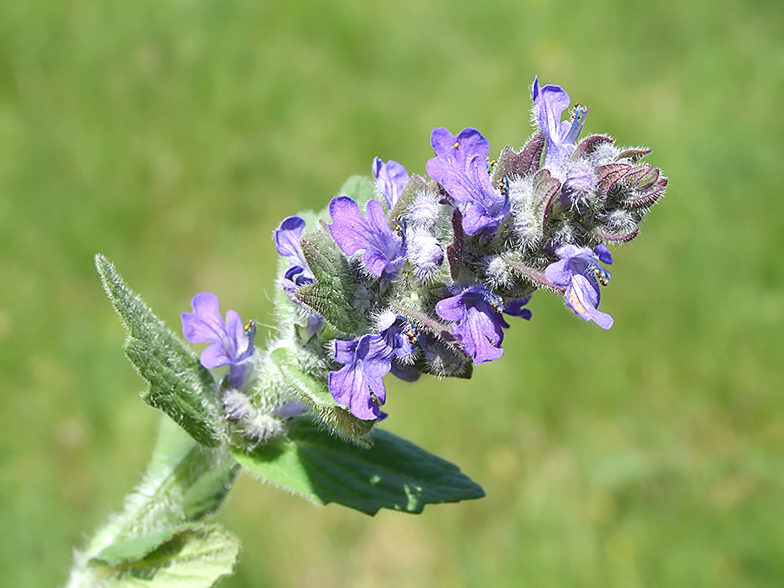 Ajuga genevensis