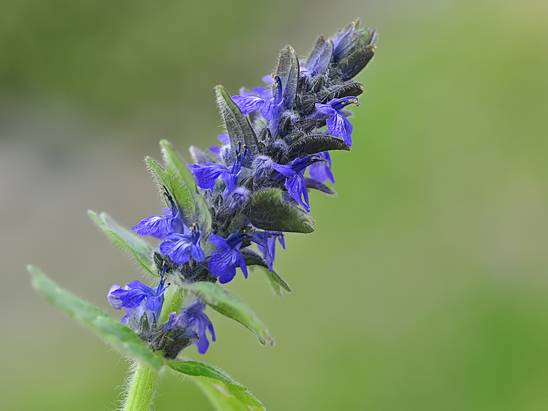 Ajuga genevensis