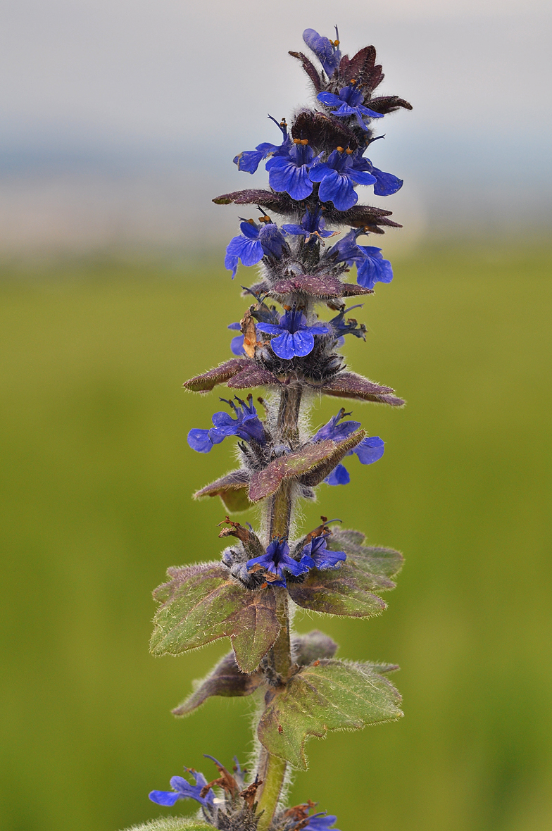 Ajuga genevensis