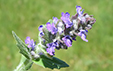 Ajuga genevensis