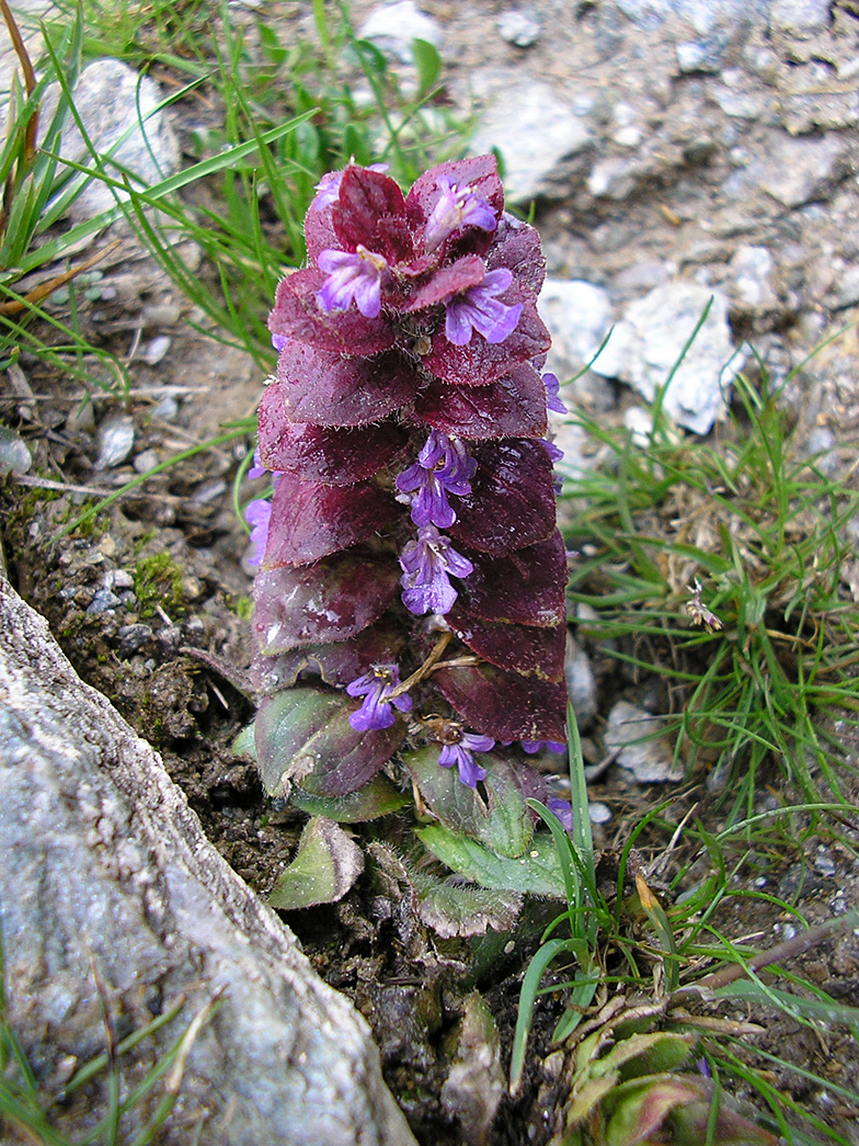 Ajuga pyramidalis