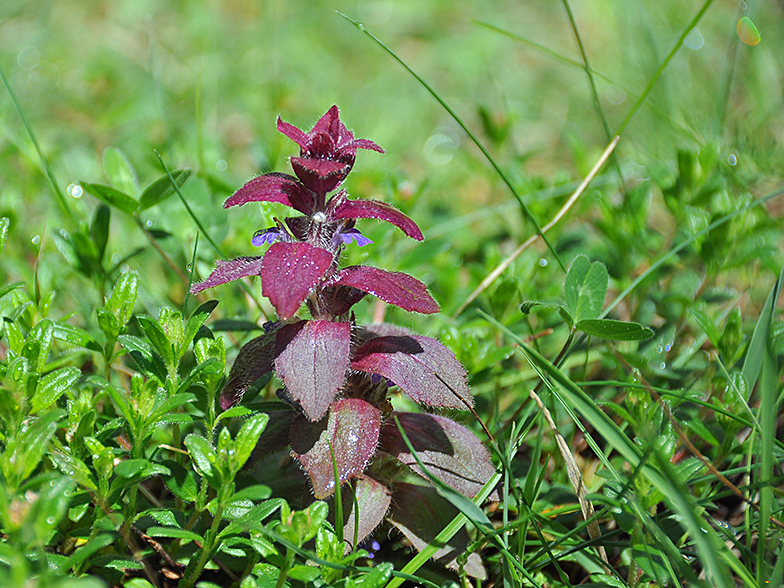 Ajuga pyramidalis