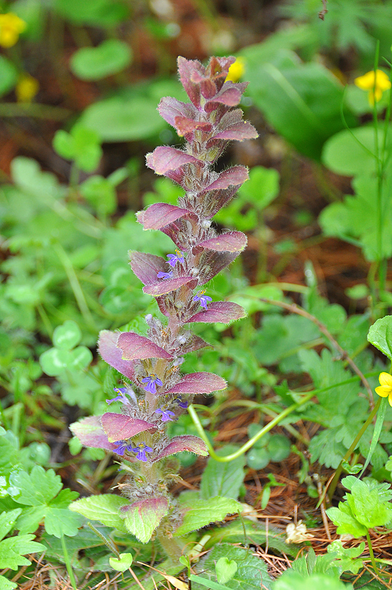 Ajuga pyramidalis