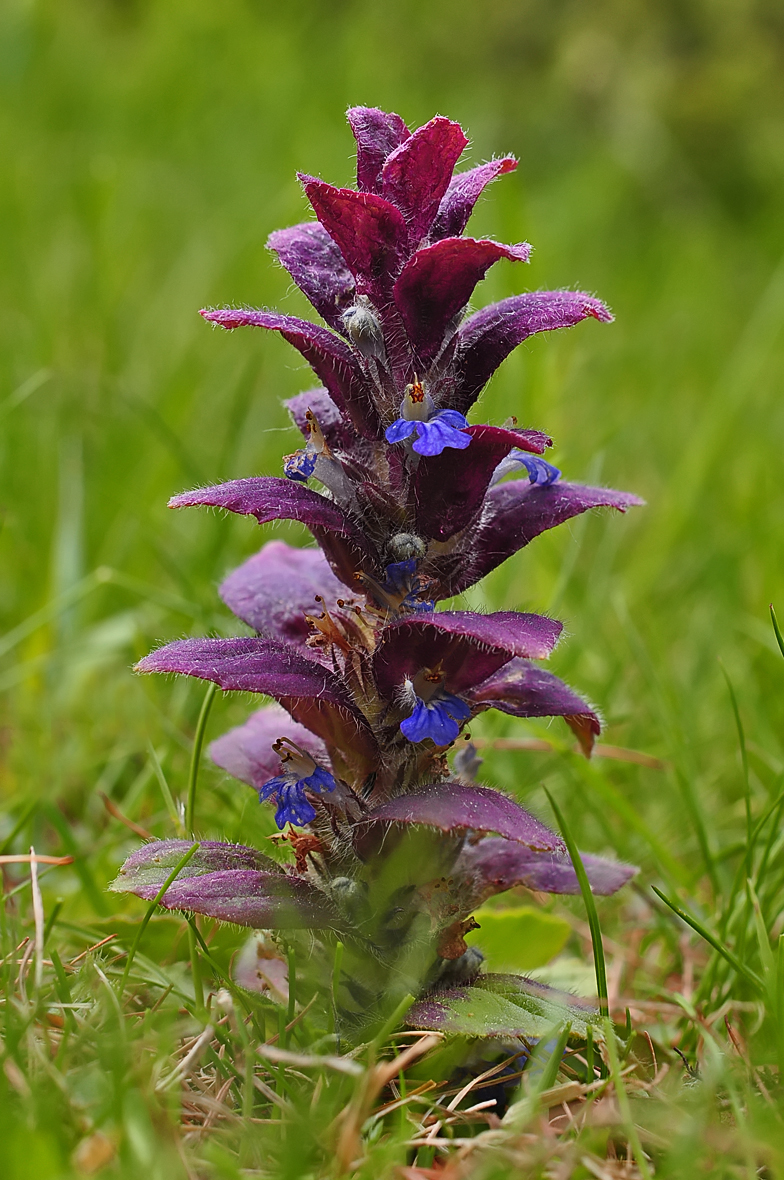 Ajuga pyramidalis