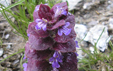 Ajuga pyramidalis