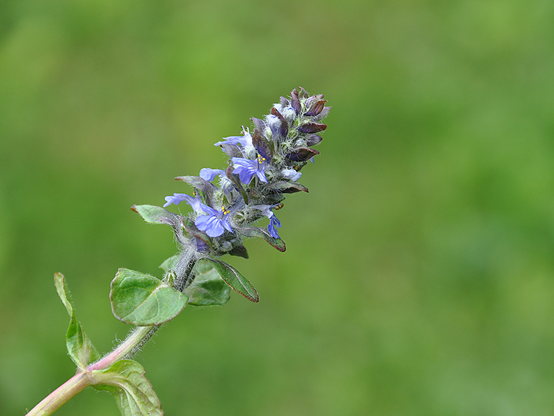 Ajuga reptans 2