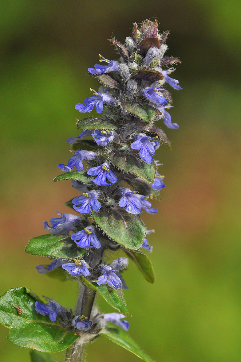 Ajuga reptans