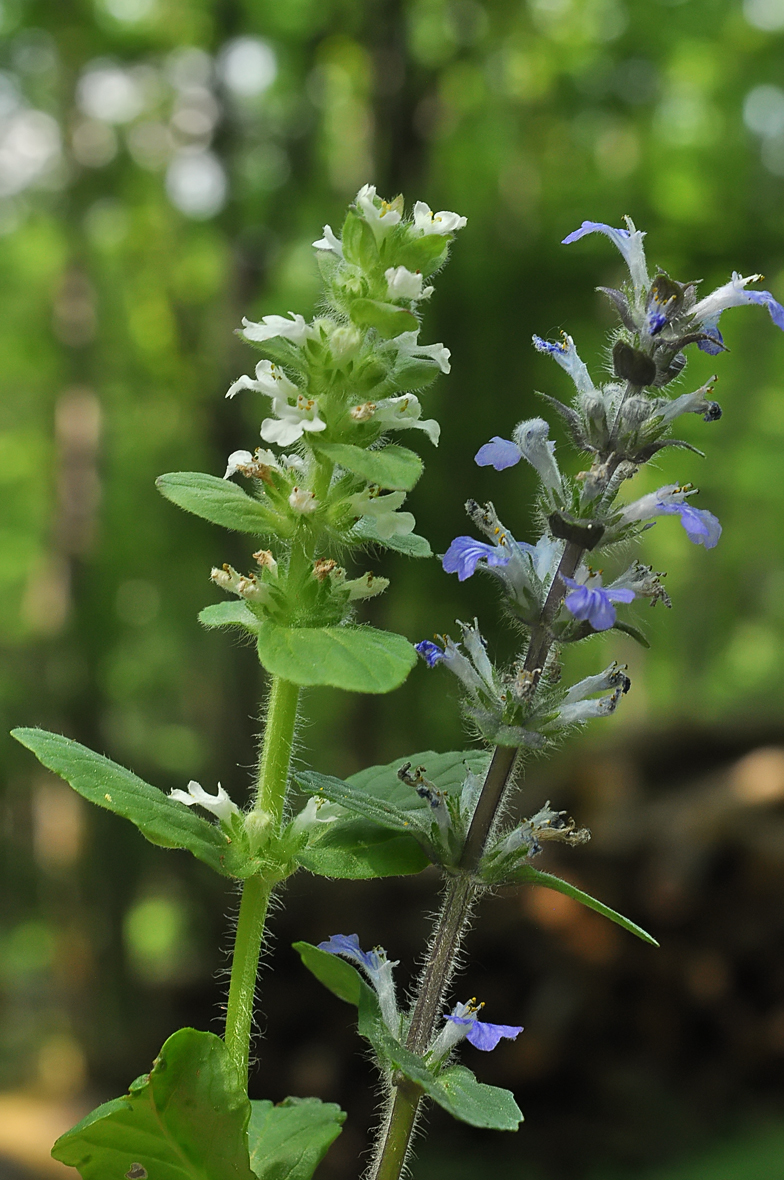 Ajuga reptans