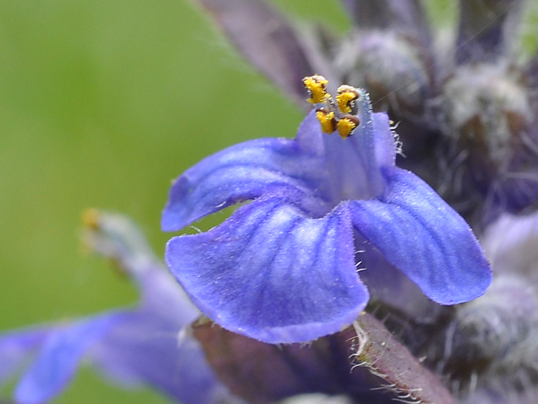 Ajuga reptans fleur