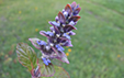 Ajuga reptans