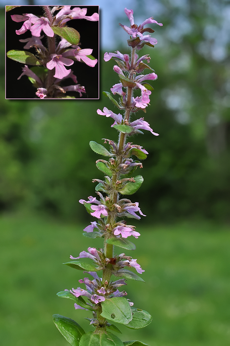 Ajuga reptans