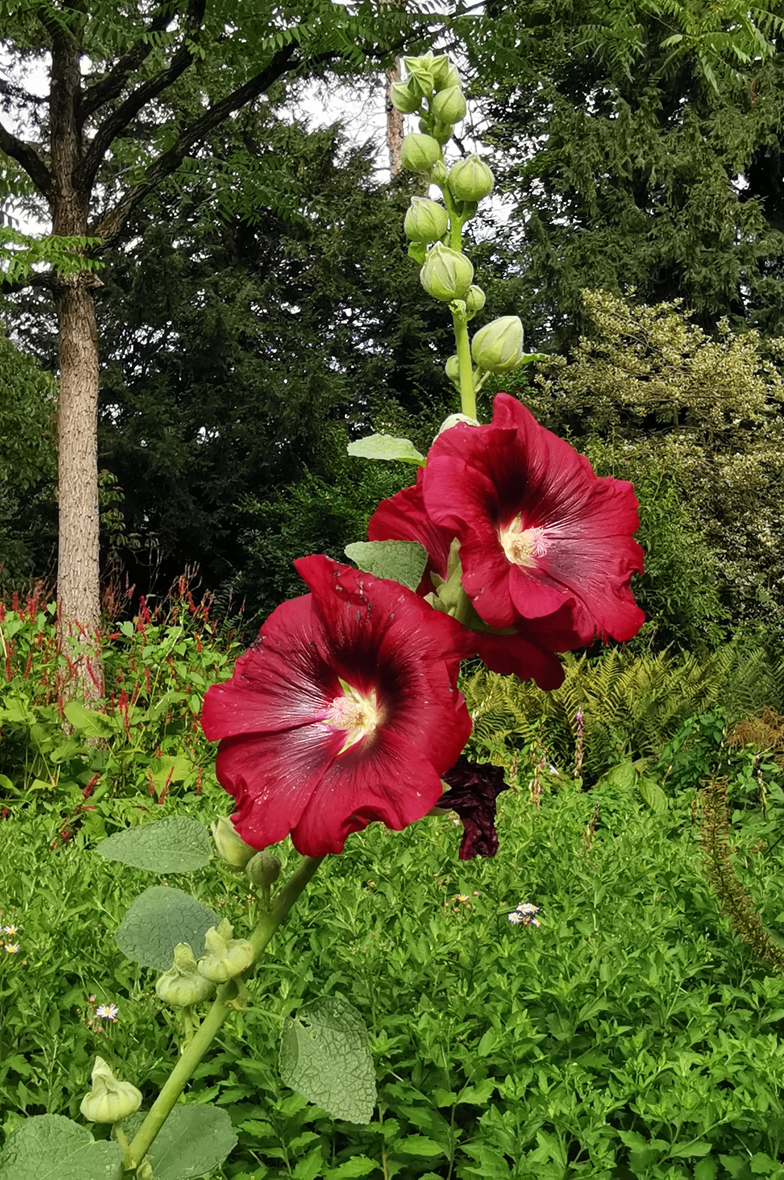 Alcea rosea